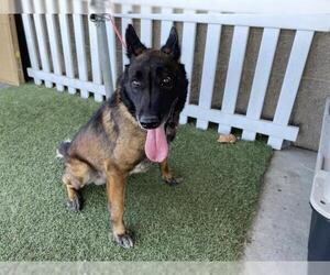 Mutt Dogs for adoption in Modesto, CA, USA