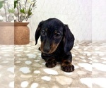 Small #5 Dachshund