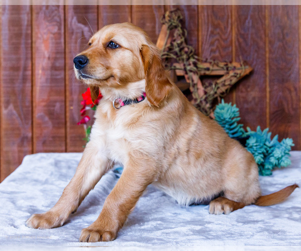 Medium Photo #13 Golden Retriever Puppy For Sale in WAKARUSA, IN, USA