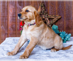 Small Photo #13 Golden Retriever Puppy For Sale in WAKARUSA, IN, USA