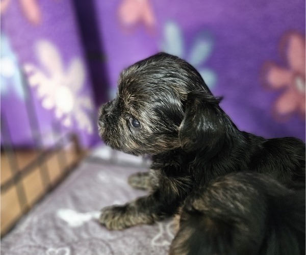 Medium Photo #6 Yorkshire Terrier Puppy For Sale in SARASOTA, FL, USA