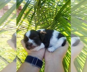 Havamalt Puppy for sale in BELL GARDENS, CA, USA