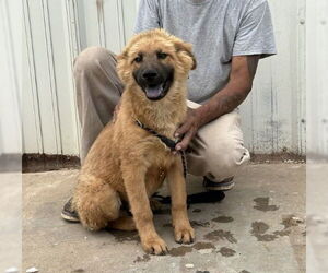 Chow Chow-Unknown Mix Dogs for adoption in Grafton, WI, USA