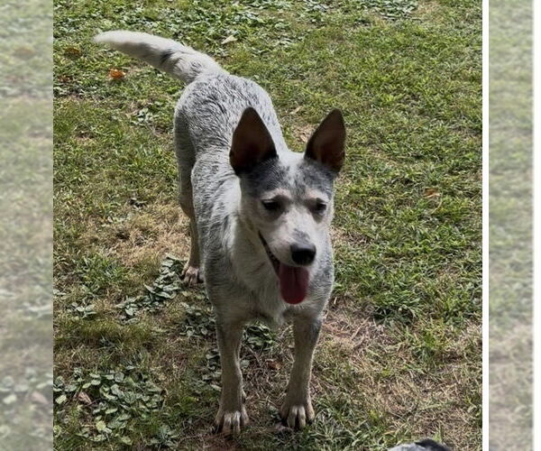 Medium Photo #2 Mutt Puppy For Sale in Garden City, NY, USA