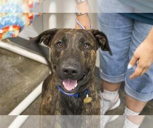 Plott Hound-Unknown Mix Dogs for adoption in Mountain Home, AR, USA