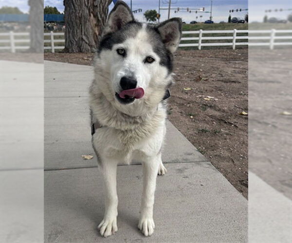 Medium Photo #2 Siberian Husky Puppy For Sale in Fort Collins, CO, USA