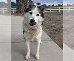 Small #1 Siberian Husky