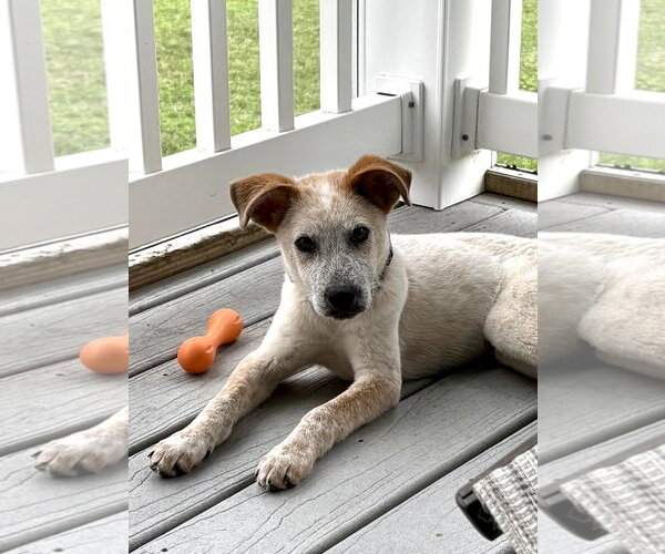 Medium Photo #1 Mutt Puppy For Sale in Garden City, NY, USA