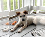 Small Mutt