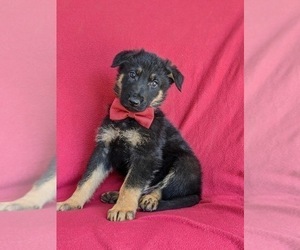 German Shepherd Dog Puppy for sale in KIRKWOOD, PA, USA