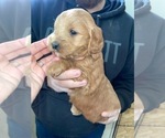 Puppy 3 Goldendoodle (Miniature)