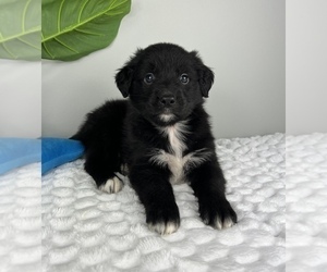 Golden Retriever-Miniature American Shepherd Mix Puppy for sale in FRANKLIN, IN, USA