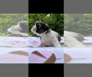 Shih Tzu Puppy for sale in CHESNEE, SC, USA
