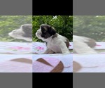 Small Photo #1 Shih Tzu Puppy For Sale in CHESNEE, SC, USA