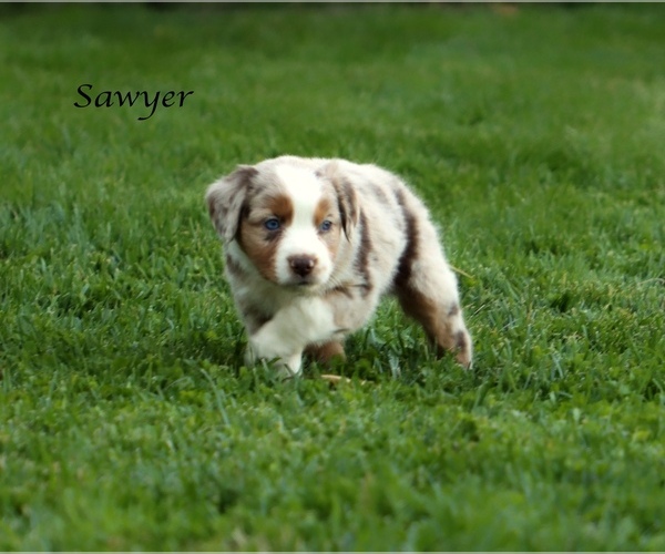 Medium Photo #5 Australian Shepherd Puppy For Sale in SUISUN CITY, CA, USA