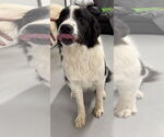 Small #2 Border Collie-Great Pyrenees Mix