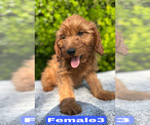 Small #7 Goldendoodle (Miniature)