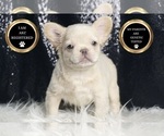 Small #10 French Bulldog