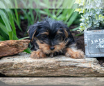Small Photo #14 Yorkshire Terrier Puppy For Sale in QUARRYVILLE, PA, USA