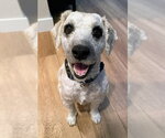Small Photo #4 Poodle (Miniature) Puppy For Sale in San Diego, CA, USA