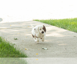 Small #4 Dachshund