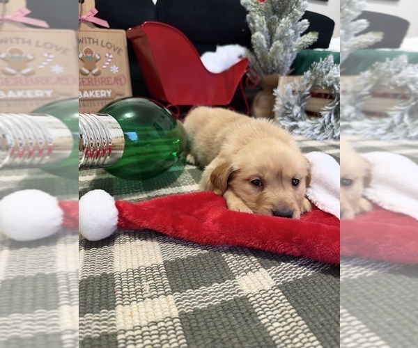 Medium Photo #4 Golden Retriever Puppy For Sale in LAKELAND, FL, USA