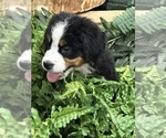 Puppy red bow Bernese Mountain Dog