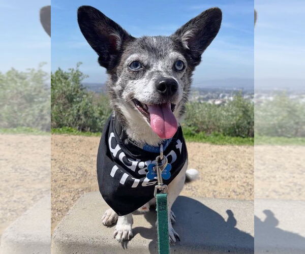 Medium Photo #1 Chihuahua-Unknown Mix Puppy For Sale in Corona, CA, USA