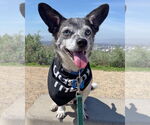 Small Chihuahua Mix