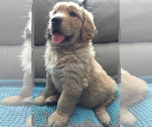 Golden Retriever Puppy for sale in SANTA ANA, CA, USA