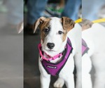 Small #6 Labrador Retriever Mix