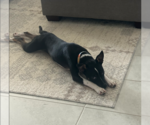 Small #2 Chihuahua Mix