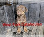 Small #3 Catahoula Leopard Dog