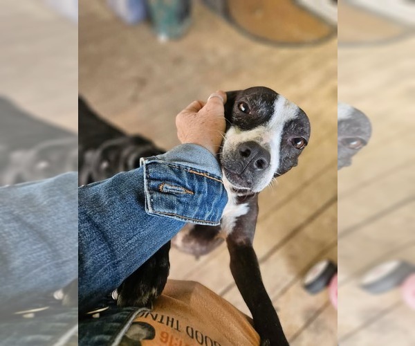 Medium Photo #9 Boston Terrier-Unknown Mix Puppy For Sale in Wakefield, RI, USA