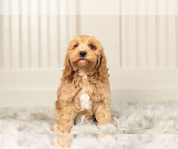 Medium Photo #5 Cockapoo Puppy For Sale in WARSAW, IN, USA