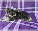 Small #3 Schnauzer (Miniature)