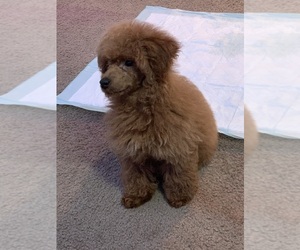 Mother of the Poodle (Toy) puppies born on 08/31/2025