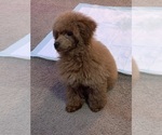 Small Photo #1 Poodle (Toy) Puppy For Sale in LIVE OAK, FL, USA