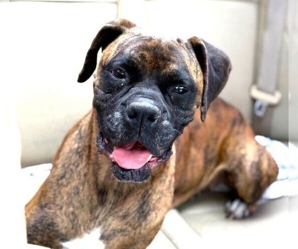 Medium Photo #2 Boxer Puppy For Sale in Austin, TX, USA