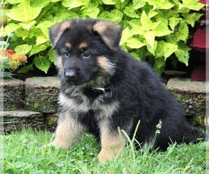 German Shepherd Dog Puppy for sale in FREDERICKSBG, OH, USA