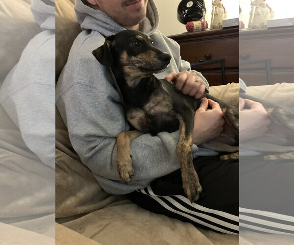 Medium Photo #7 Doberman Pinscher-Retriever  Mix Puppy For Sale in Virginia Beach, VA, USA