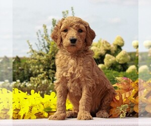 Goldendoodle-Poodle (Standard) Mix Puppy for sale in HONEY BROOK, PA, USA
