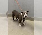 Small American Pit Bull Terrier Mix