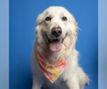 Small #1 Great Pyrenees Mix