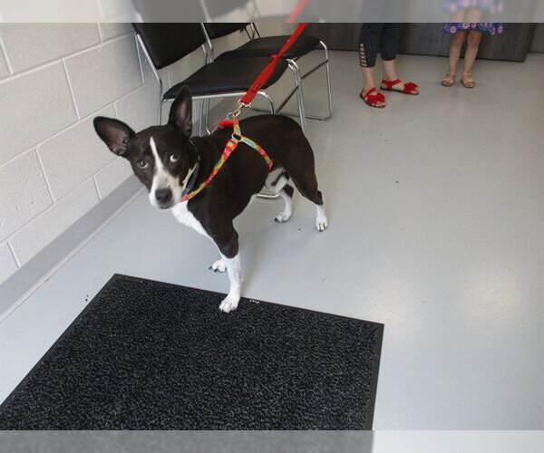 Medium Photo #1 Basset Hound-Unknown Mix Puppy For Sale in Ocala, FL, USA