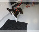 Small Basset Hound Mix