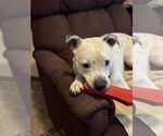 Small #8 American Staffordshire Terrier Mix