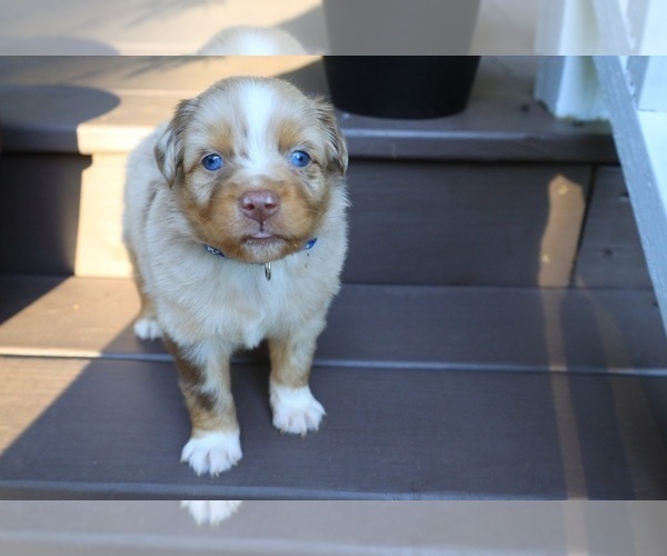 Medium Photo #40 Miniature Australian Shepherd Puppy For Sale in DAWSON, GA, USA