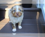 Small #4 Miniature Australian Shepherd