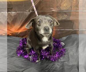 Chiweenie Dogs for adoption in Modesto, CA, USA